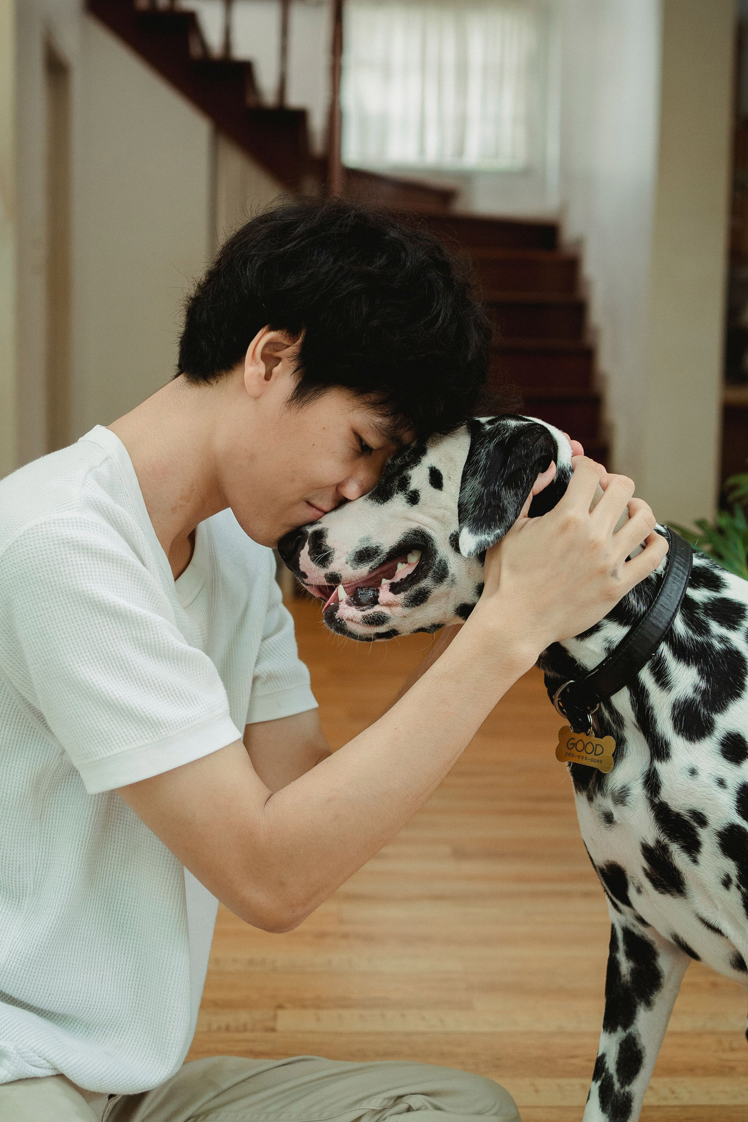 Young Man hugs a dalmation. Their faces are together