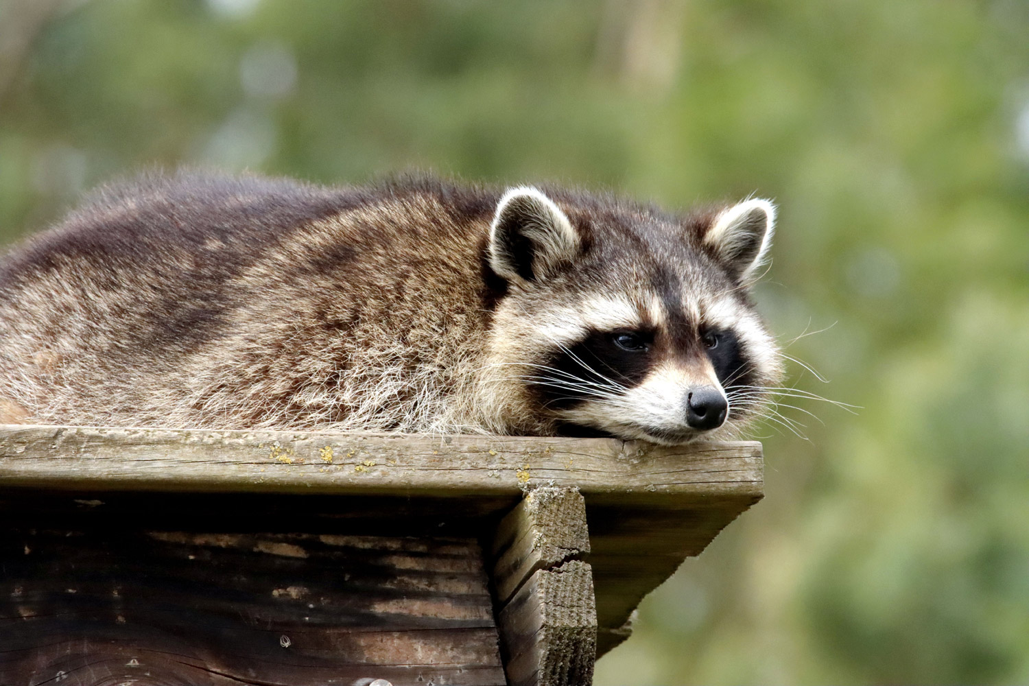 Raccoon lounging on deck