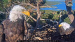 Shadow and Kady in the nest together