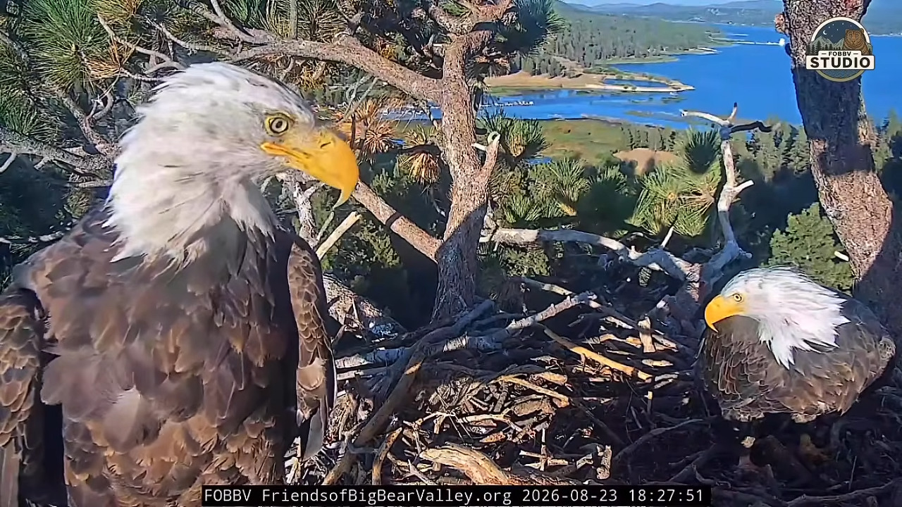 Shadow and Kady in the nest together
