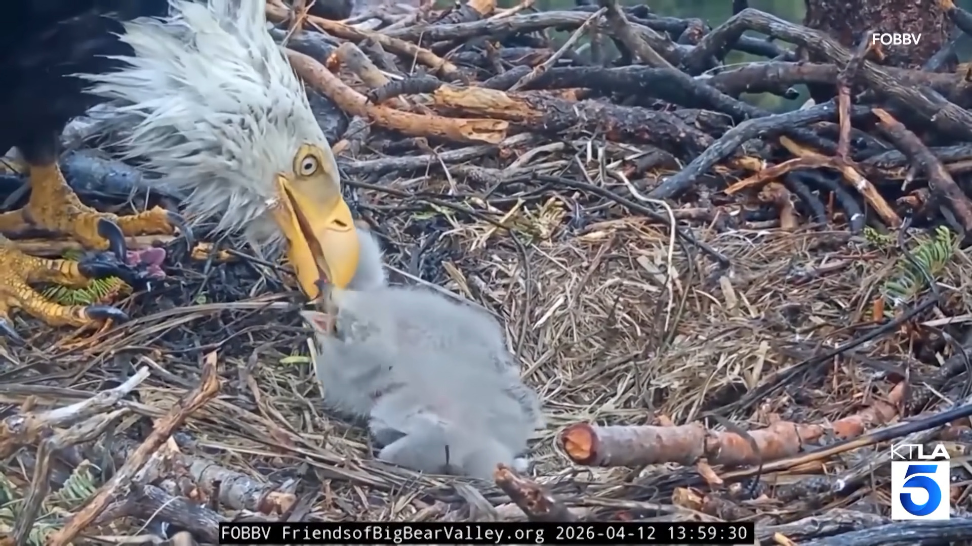 Jackie feeding her chicks