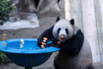 Giant panda 'Yu Ke' eating at Chongqing Zoo, China on May 30, 2026.