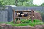 A giant panda wanders in their new compound in Beijing Zoo in Beijing, China, Thursday, July 16, 2026. Beijing Zoo has built a new 1.3-hectare panda house, including five outdoor playgrounds, for the beloved animal.