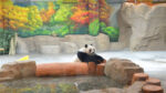 A giant panda wanders in their new compound in Beijing Zoo in Beijing, China, Thursday, July 16, 2026. Beijing Zoo has built a new 1.3-hectare panda house, including five outdoor playgrounds, for the beloved animal.