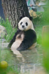 Giant panda Fu Xing stays in a pool in the panda house in Beiing Zoo in Beijing, China, Monday, Aug. 3, 2026.