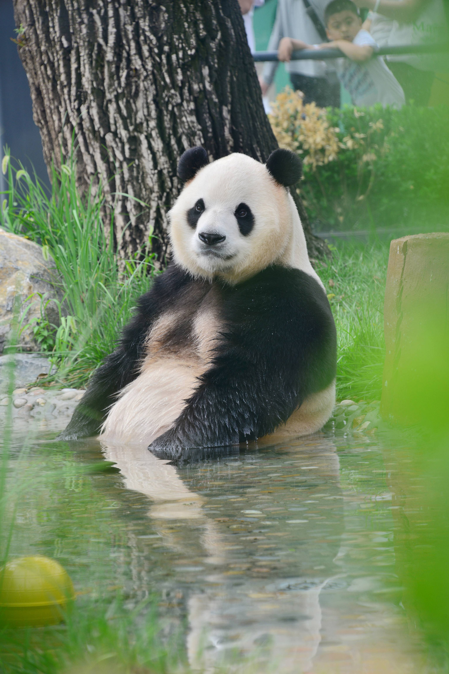 Giant panda Fu Xing stays in a pool in the panda house in Beiing Zoo in Beijing, China, Monday, Aug. 3, 2026.