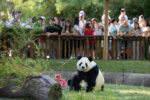 A giant panda enjoys a cake to mark its sixth birthday at the Madrid Zoo Aquarium on 19 September 2026 in Madrid (Spain). Madrid Zoo is celebrating the birthday of Spain’s only pair of giant pandas, Jin Xi and Zhu Yu, who are turning six. Both arrived at the zoo in 2024 and now the Chinese Association of Spain and the Confucius Institute are organising a tribute to them both to highlight the bond between Spain and China.