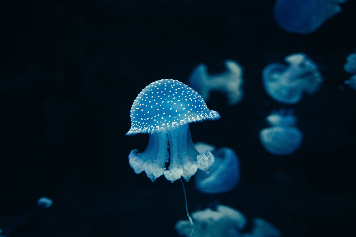 blue jellyfish in dark water