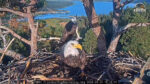 Shadow and Kady in the nest