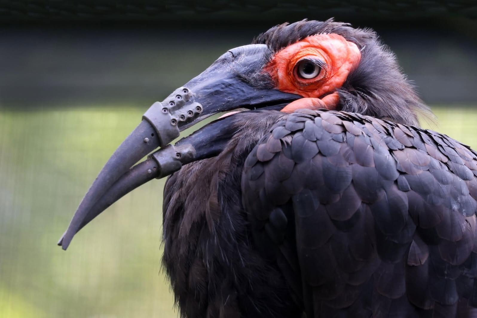 Injured bird with prosthetic beak