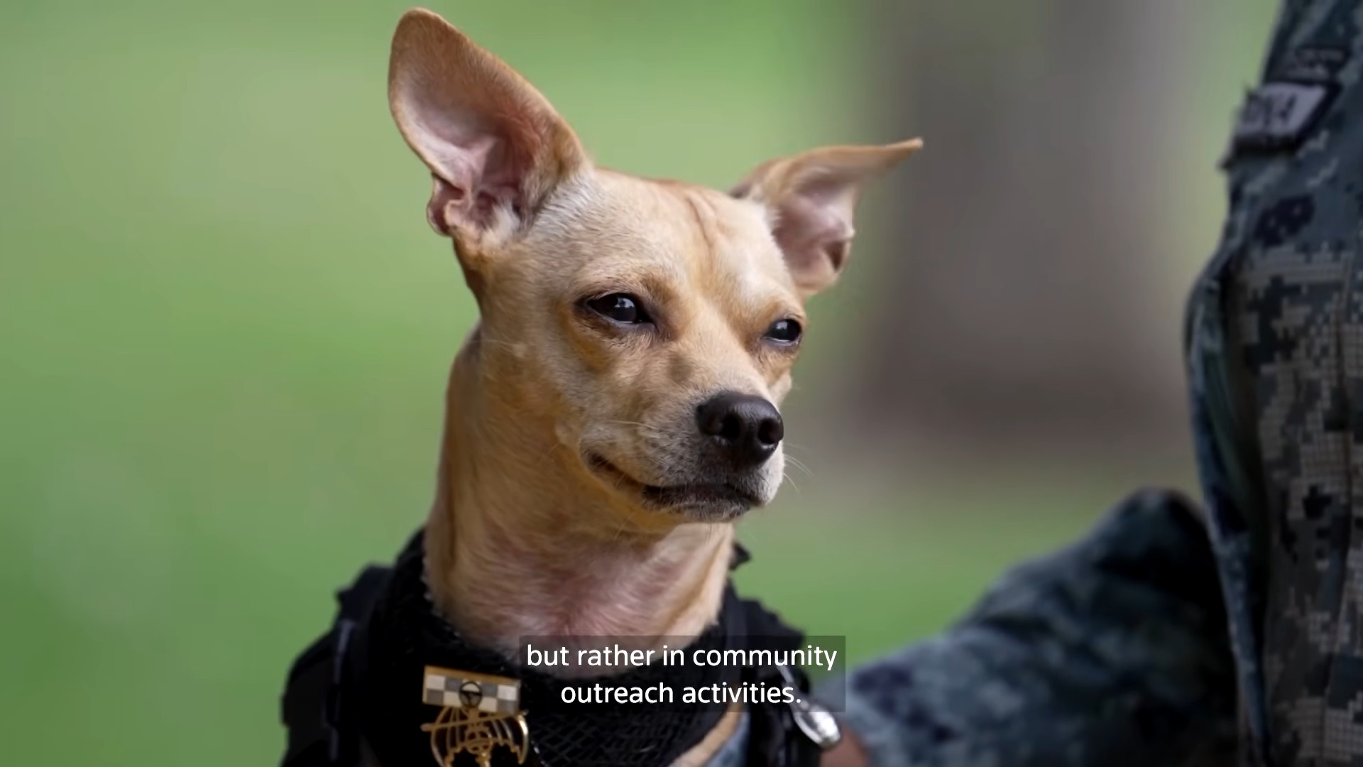 Comando the Chihuahua looking majestically off to the distance