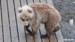 Backpack as a cub with an injured leg limping on a dock