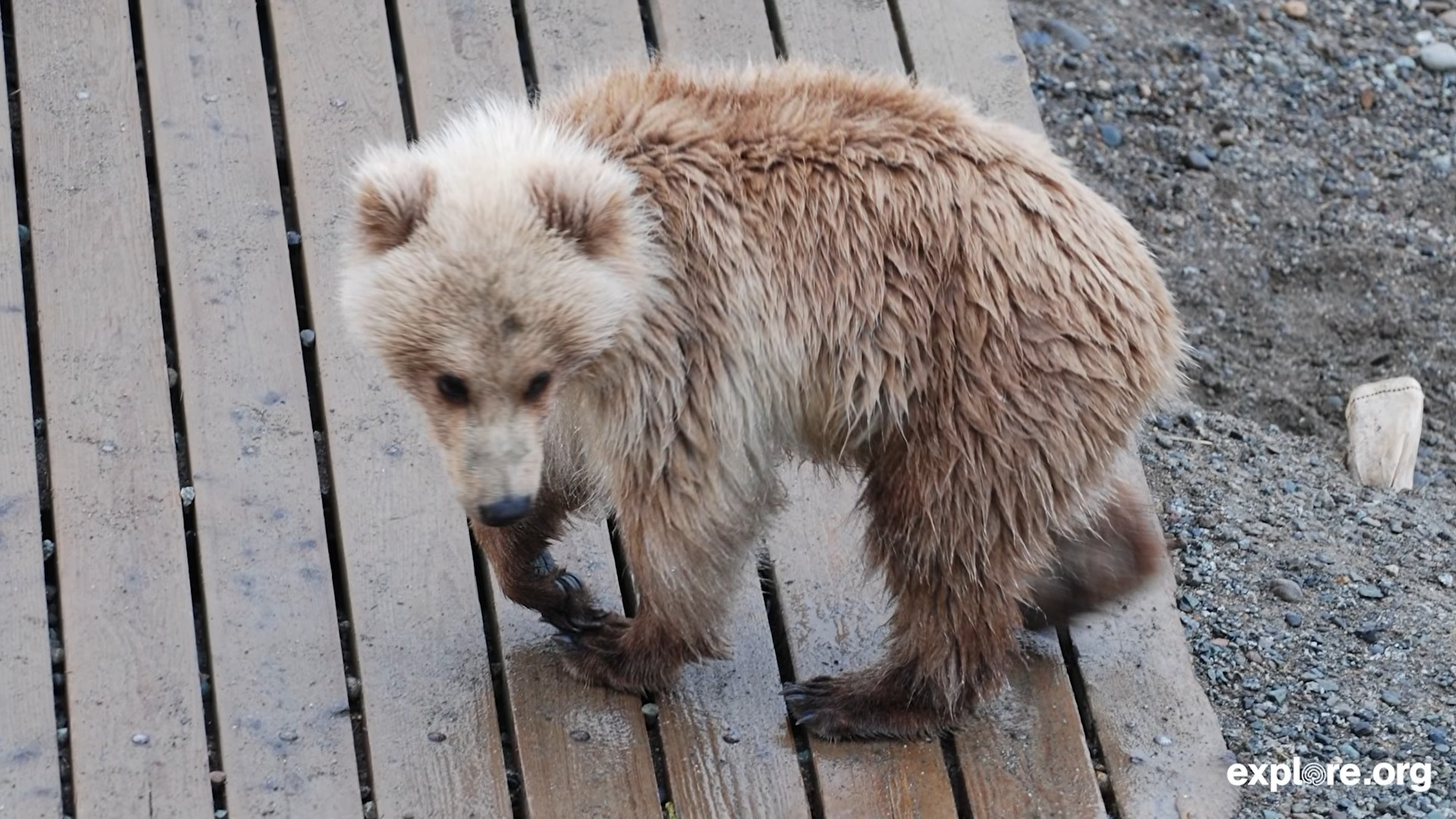 Backpack as a cub with an injured leg limping on a dock