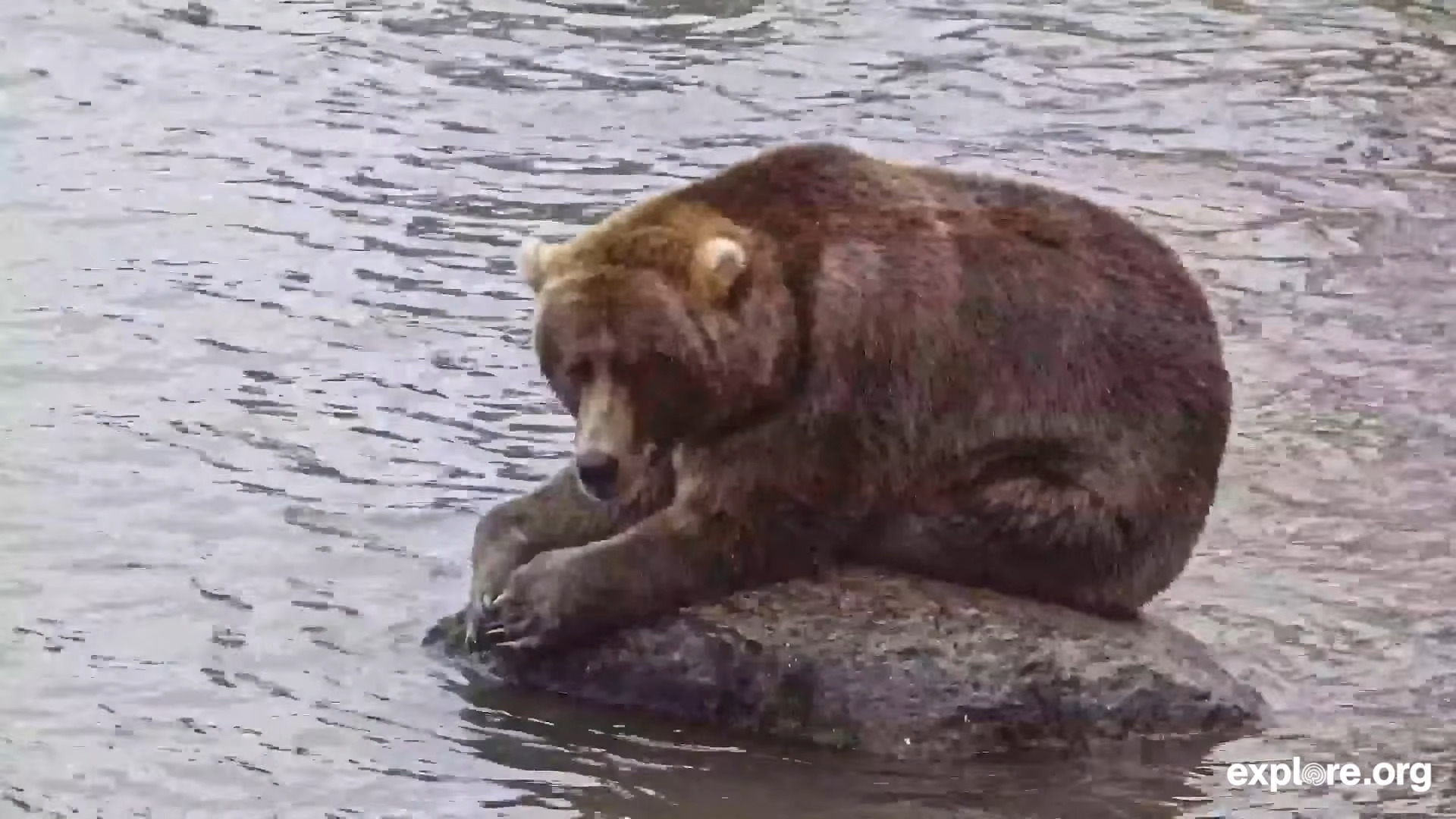 Backpack chilling on a rock downstream