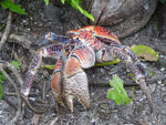 Coconut crab on Palmyra Atoll National Wildlife Refuge