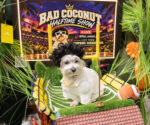 Halloween Dogs - Bad Bunny Costume