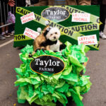 Halloween Dogs - Lettuce recall costume