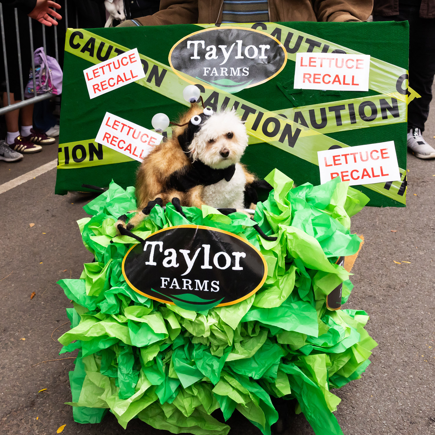 There were so many good dogs at the Tompkins Square Halloween Dog Parade