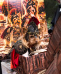 Halloween Dogs - Odyssey Costume