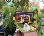 Halloween Dogs - Bad Bunny Costume