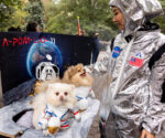 Halloween Dogs - Astronauts