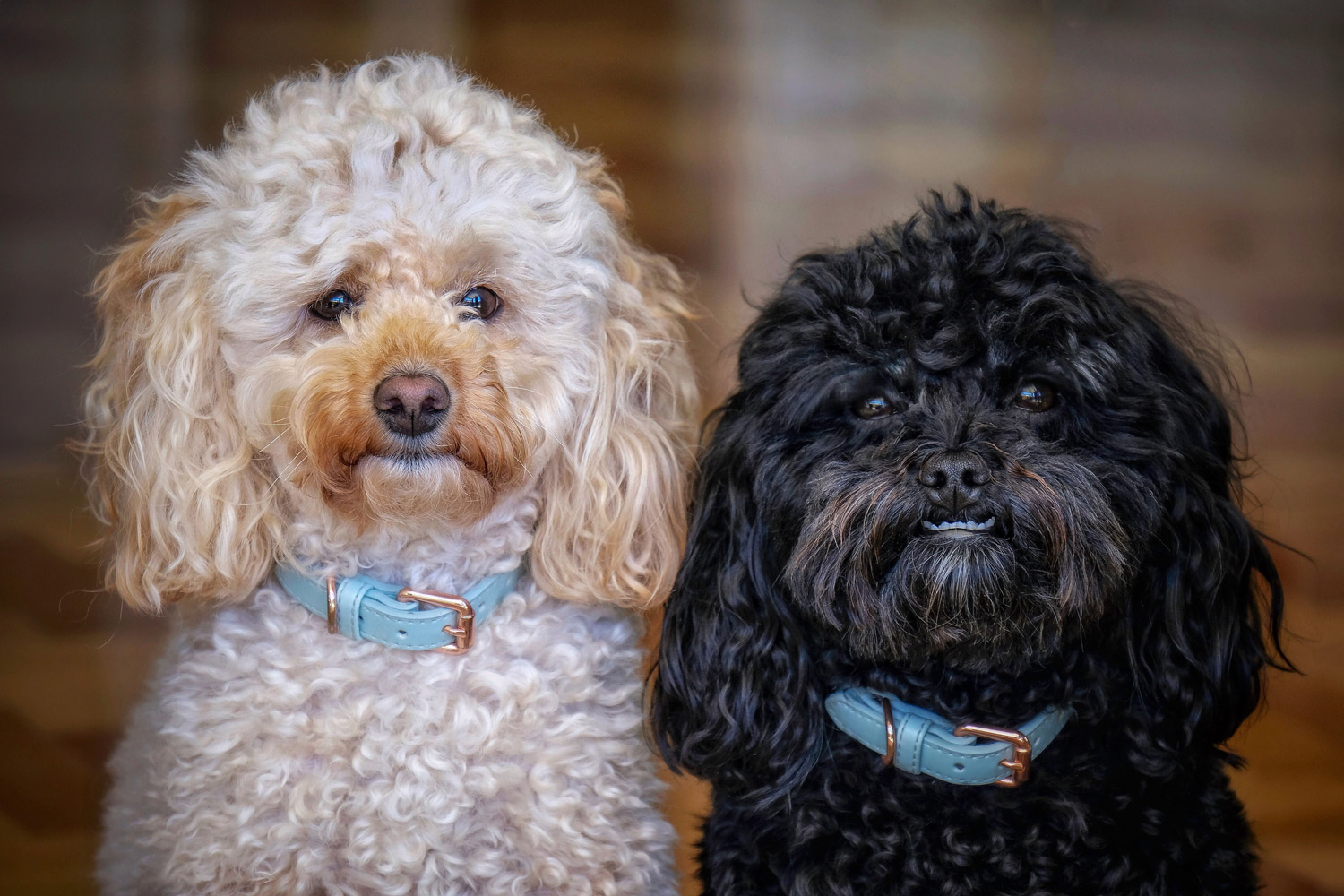 Head shot of two poodle mixes, one white and one black, with blue collars looking at the camera with a wood floor behind them