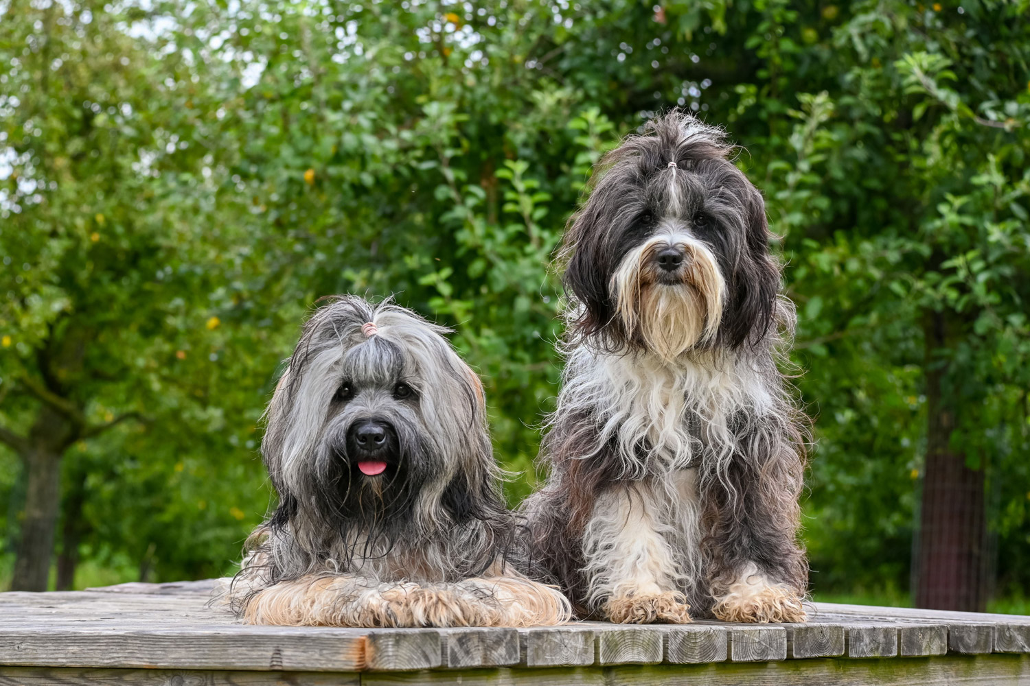 Two Tibetan terriers, a gray and black dog and a white and black dog rocking high pony tails and sitting on a park picnic table