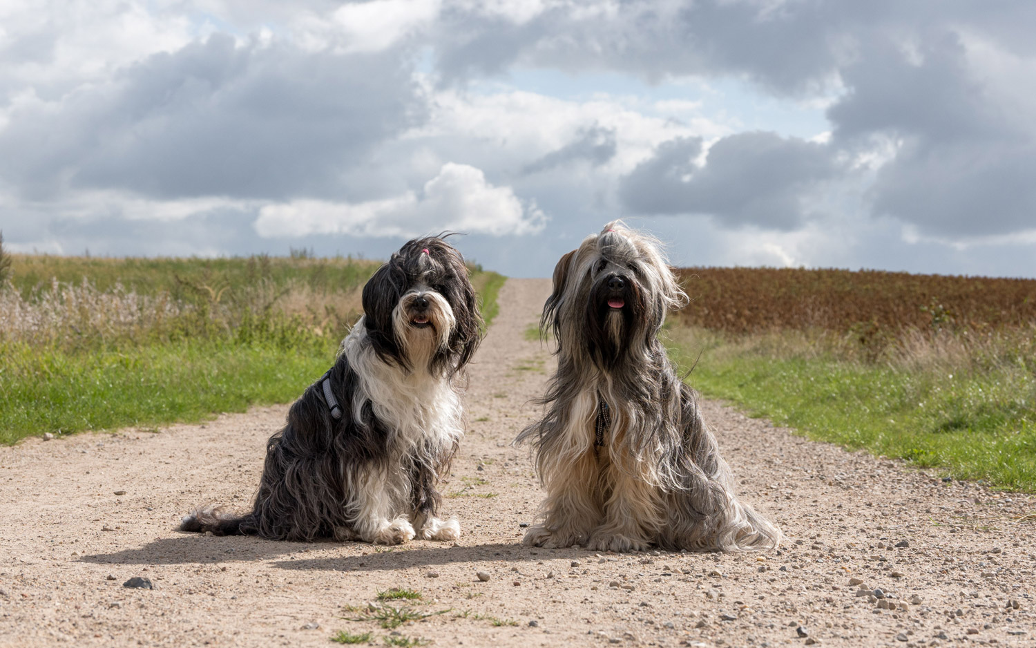 Two Tibetan terriers, a gray and black dog and a white and black dog rocking high pony tails and sitting outside on a dirt road with fields on either side